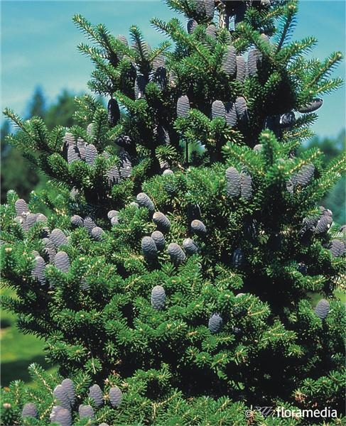 Пихта корейская ABIES KOREANA 